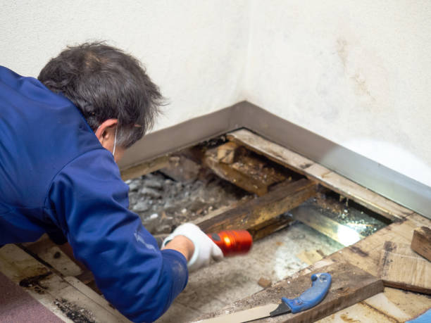 Best Affordable Mold Removal  in Tton, IL