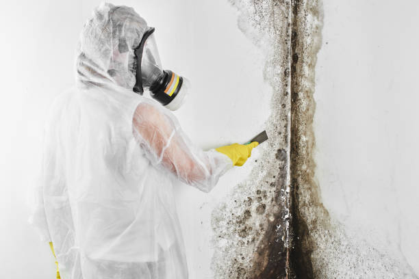 Best Crawl Space Mold Removal  in Tton, IL