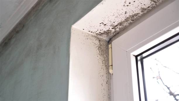 Best Fast Mold Removal  in Tton, IL