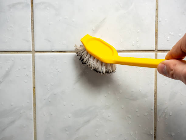 Best Toxic Mold Removal  in Tton, IL