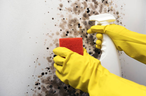 Best Mold Damage Repair  in Tton, IL