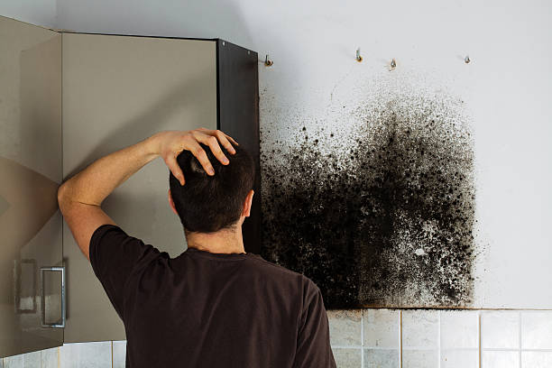 Home Mold Removal in Tilton, IL